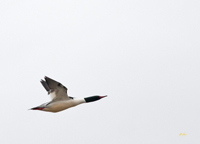 Common Merganser 6257